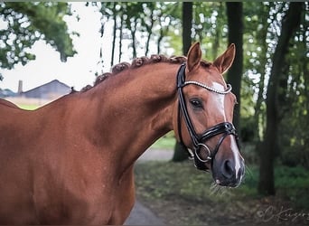 Poni alemán, Caballo castrado, 7 años, 148 cm, Bayo