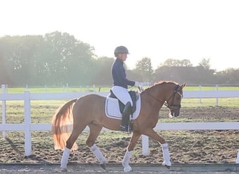 Poni alemán, Caballo castrado, 7 años, 148 cm, Bayo