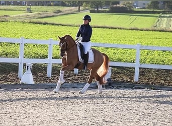 Poni alemán, Caballo castrado, 7 años, 148 cm, Bayo