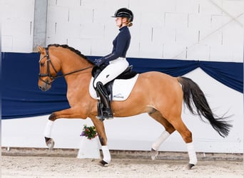 Poni alemán, Caballo castrado, 7 años, 148 cm, Bayo