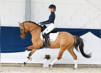 Poni alemán, Caballo castrado, 7 años, 148 cm, Bayo