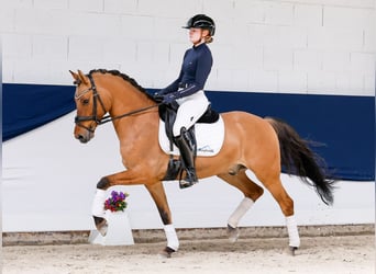 Poni alemán, Caballo castrado, 7 años, 148 cm, Bayo