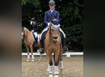 Poni alemán, Caballo castrado, 7 años, 148 cm, Buckskin/Bayo