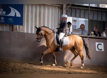 Poni alemán, Caballo castrado, 7 años, 148 cm, Buckskin/Bayo