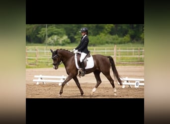 Poni alemán, Caballo castrado, 7 años, 148 cm