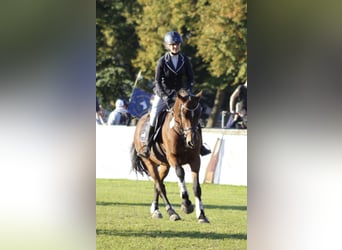 Poni alemán, Caballo castrado, 7 años, 148 cm, Castaño