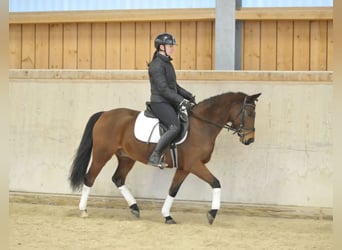 Poni alemán, Caballo castrado, 7 años, 148 cm, Castaño