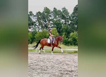 Poni alemán, Caballo castrado, 7 años, 148 cm, Castaño