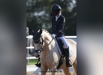 Poni alemán, Caballo castrado, 7 años, 148 cm, Palomino