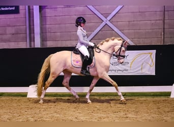 Poni alemán, Caballo castrado, 7 años, 148 cm, Perlino