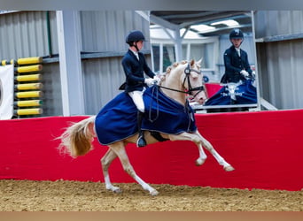 Poni alemán, Caballo castrado, 7 años, 148 cm, Perlino