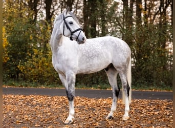 Poni alemán, Caballo castrado, 7 años, 148 cm, Tordo