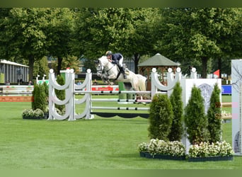 Poni alemán, Caballo castrado, 7 años, 148 cm, Tordo