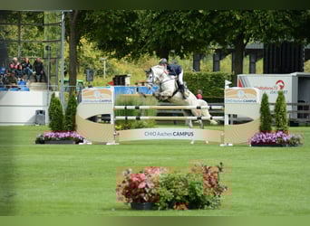 Poni alemán, Caballo castrado, 7 años, 148 cm, Tordo