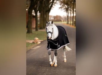 Poni alemán, Caballo castrado, 7 años, 148 cm, Tordo