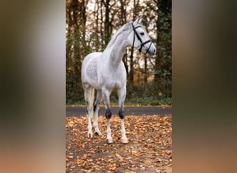 Poni alemán, Caballo castrado, 7 años, 148 cm, Tordo