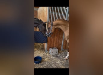 Poni alemán, Caballo castrado, 7 años, 150 cm, Alazán