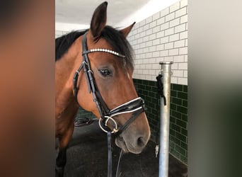 Poni alemán, Caballo castrado, 7 años, 150 cm, Castaño