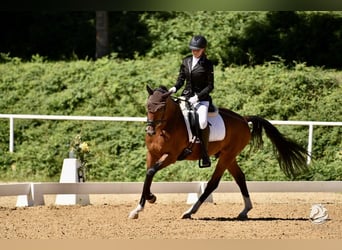 Poni alemán, Caballo castrado, 7 años, 150 cm, Castaño