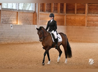 Poni alemán, Caballo castrado, 7 años, 150 cm, Castaño