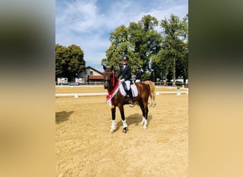 Poni alemán, Caballo castrado, 7 años, 150 cm, Castaño