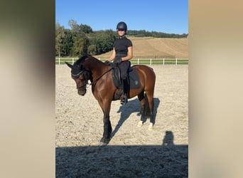 Poni alemán, Caballo castrado, 7 años, 150 cm, Castaño