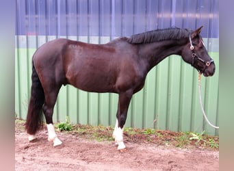 Poni alemán, Caballo castrado, 7 años, 150 cm, Negro