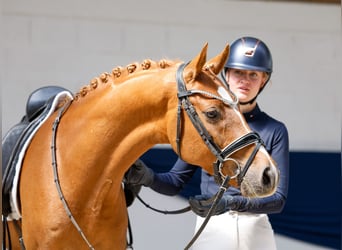 Poni alemán, Caballo castrado, 7 años, 151 cm, Alazán