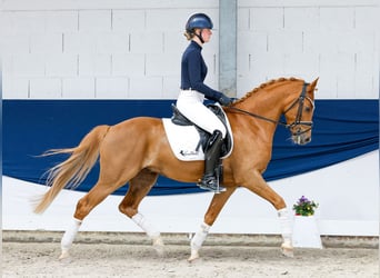Poni alemán, Caballo castrado, 7 años, 151 cm, Alazán