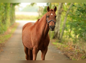 Poni alemán, Caballo castrado, 7 años, 152 cm, Alazán