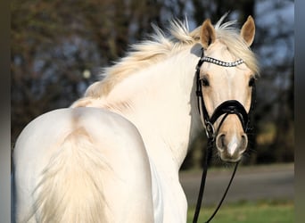 Poni alemán, Caballo castrado, 7 años, 152 cm, Palomino