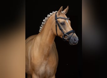 Poni alemán, Caballo castrado, 7 años, 153 cm, Palomino