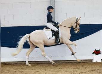 Poni alemán, Caballo castrado, 7 años, 153 cm, Palomino