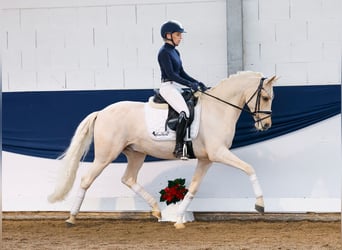 Poni alemán, Caballo castrado, 7 años, 153 cm, Palomino