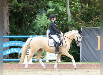 Poni alemán, Caballo castrado, 7 años, 153 cm, Palomino