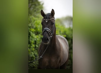 Poni alemán, Caballo castrado, 7 años, 154 cm