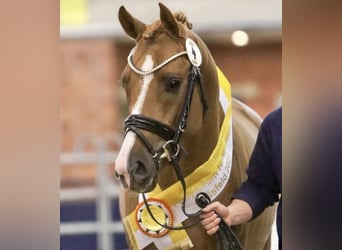 Poni alemán, Caballo castrado, 7 años, 155 cm, Alazán