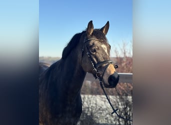 Poni alemán, Caballo castrado, 7 años, 155 cm, Castaño