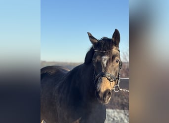 Poni alemán, Caballo castrado, 7 años, 155 cm, Castaño