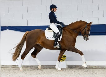 Poni alemán, Caballo castrado, 7 años, 156 cm, Alazán-tostado