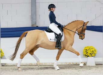 Poni alemán, Caballo castrado, 7 años, 158 cm, Bayo