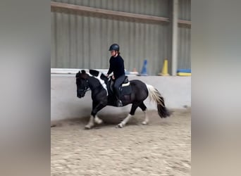 Poni alemán Mestizo, Caballo castrado, 8 años, 132 cm, Pío