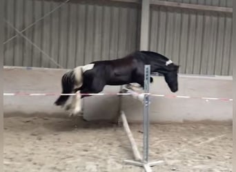 Poni alemán Mestizo, Caballo castrado, 8 años, 132 cm, Pío