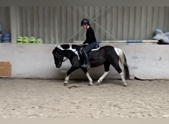 Poni alemán Mestizo, Caballo castrado, 8 años, 132 cm, Pío