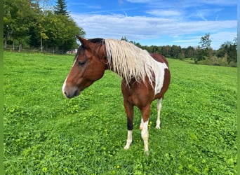 Poni alemán, Caballo castrado, 8 años, 135 cm, Pío