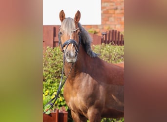 Poni alemán, Caballo castrado, 8 años, 143 cm, Alazán-tostado