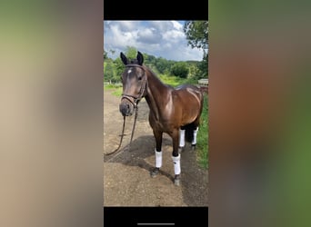 Poni alemán, Caballo castrado, 8 años, 143 cm, Morcillo