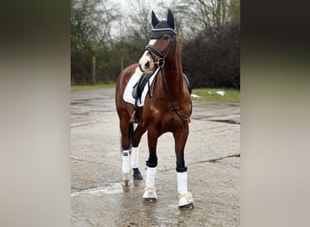 Poni alemán, Caballo castrado, 8 años, 144 cm, Castaño