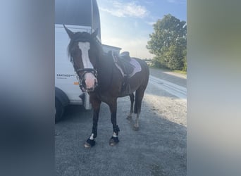 Poni alemán, Caballo castrado, 8 años, 144 cm, Castaño oscuro