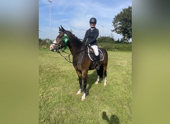 Poni alemán, Caballo castrado, 8 años, 144 cm, Castaño oscuro